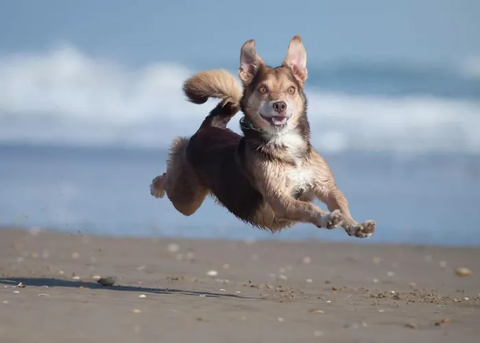 Lägenhetshotell Carat 4*